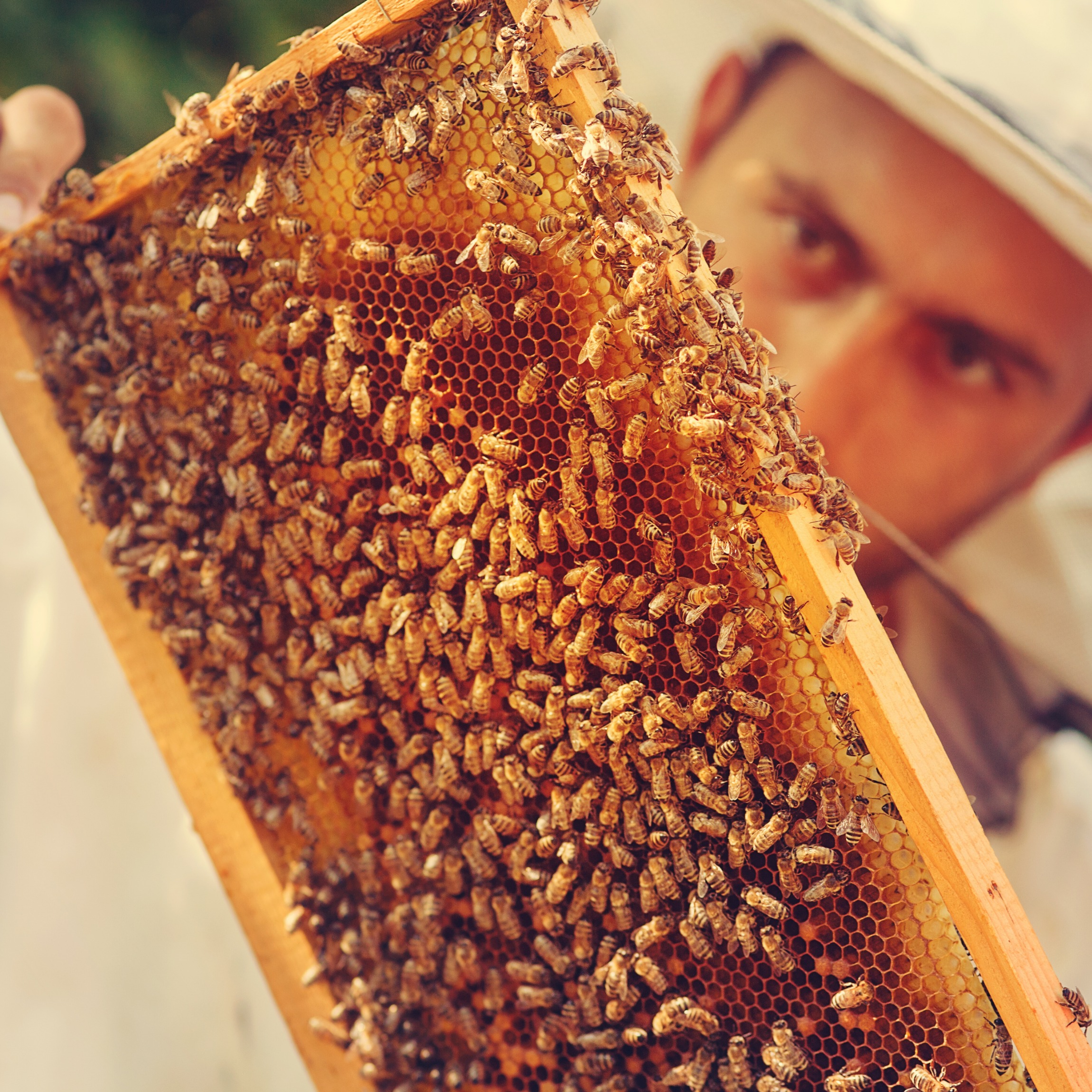Combien De Temps Pour Remplir Une Hausse De Miel Envie de devenir apiculteur ? Il ne vous manquera que la ruche