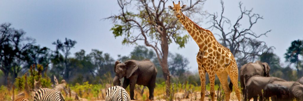 Comment Creer Une Association Pour Les Animaux En 2021