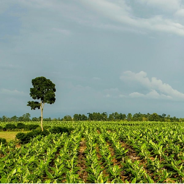 Résiliation d’un bail rural définition, motifs, procédure